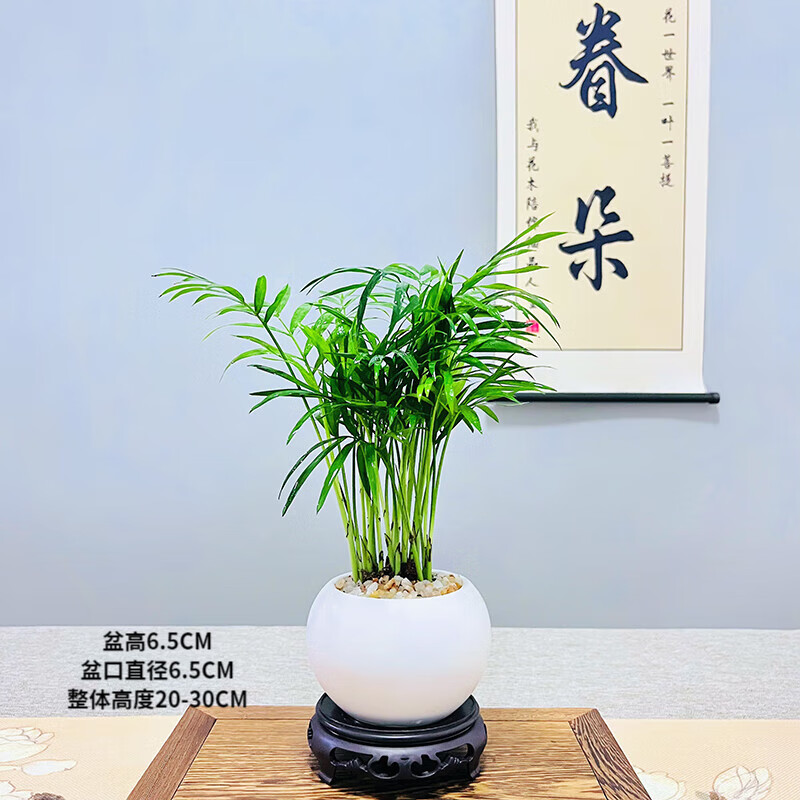 绿植盆栽历史价格怎么查|绿植盆栽价格走势