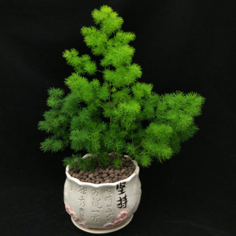 蓬莱松小盆景盆栽植物好养桌面逢来松盆景植物办公室盆景绿植室内客厅