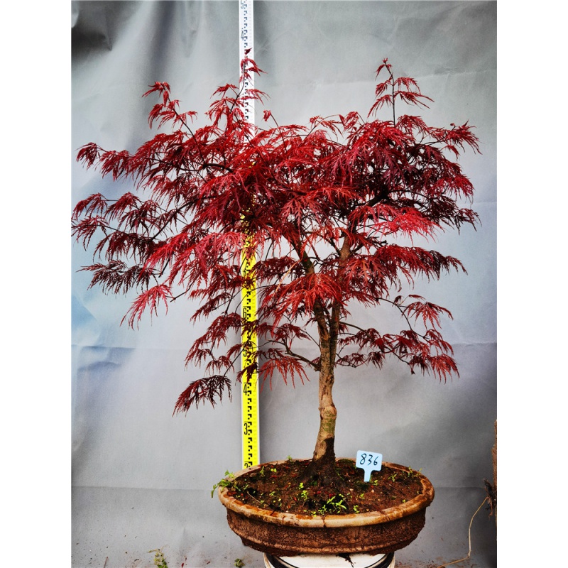 mojy庭院种植红枫垂枝枫猩猩枝垂五色枝垂羽毛枫绿植枫树 836号猩猩枝