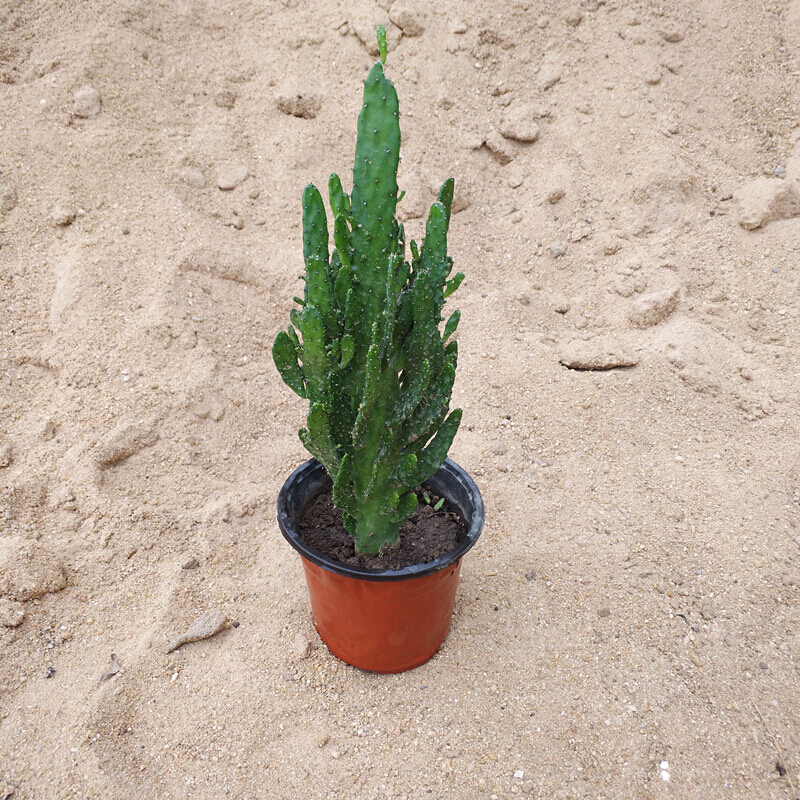 千手观音多肉盆栽 仙人掌类多肉植物千佛手沙漠将军柱量天尺仙人柱