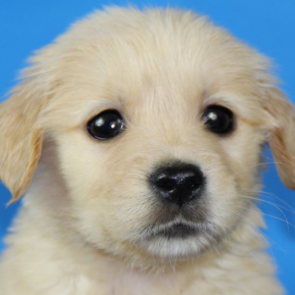 淮爵混血金毛幼犬活体金毛犬宠物狗幼崽狗活狗大型犬导盲犬小狗活物 混血级 公怎么看?