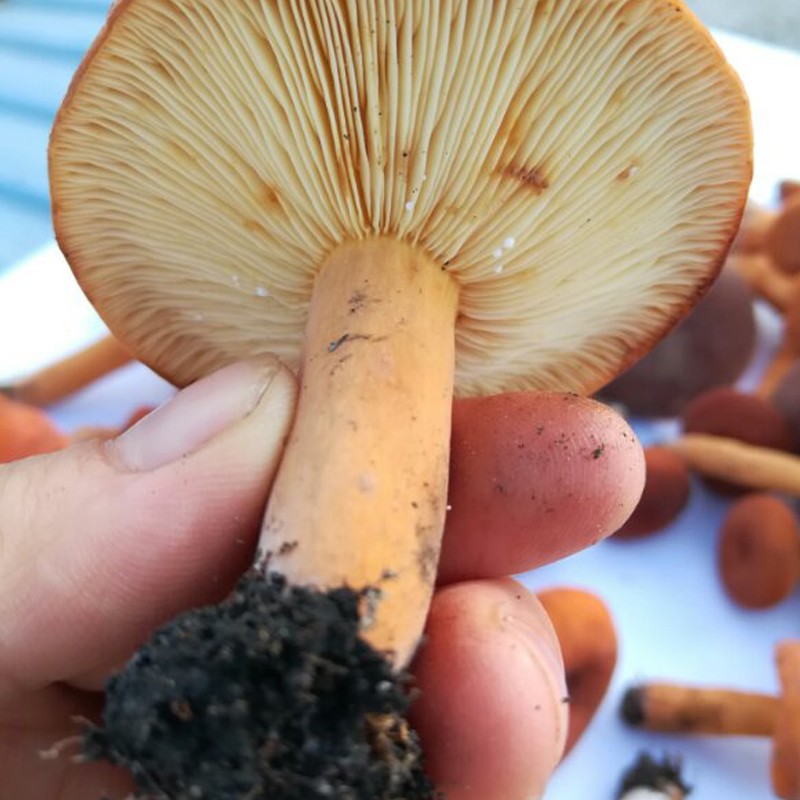 新鲜奶浆菌贵州深山野外生蘑菇森林新鲜现摘食用小枞树菌松树菌子