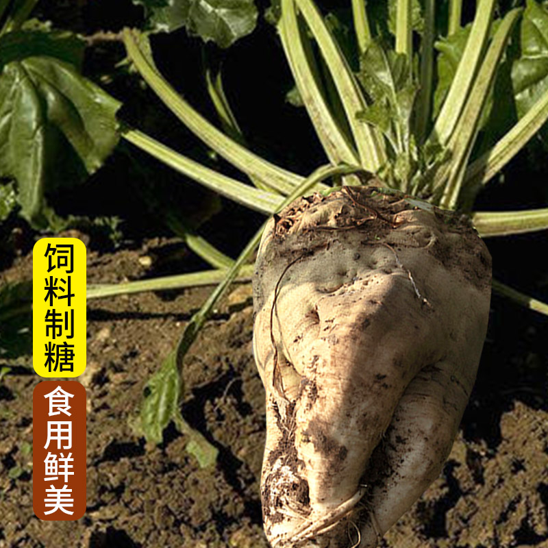 种花迷德国特大甜菜王种子饲料甜菜种籽制糖甜菜种孑可食用含糖量高