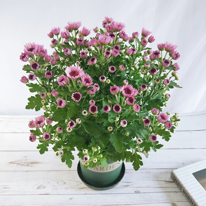 菊花盆栽室内阳台庭院四季好养花卉植物雏菊千头菊花苗带花苞 草莓心