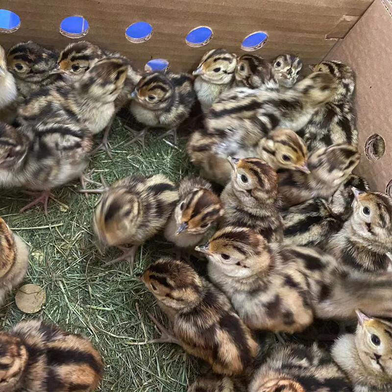 七彩山鸡幼苗活体出壳小山鸡活苗活物山鸡仔宠物 10只送3只路损(包活