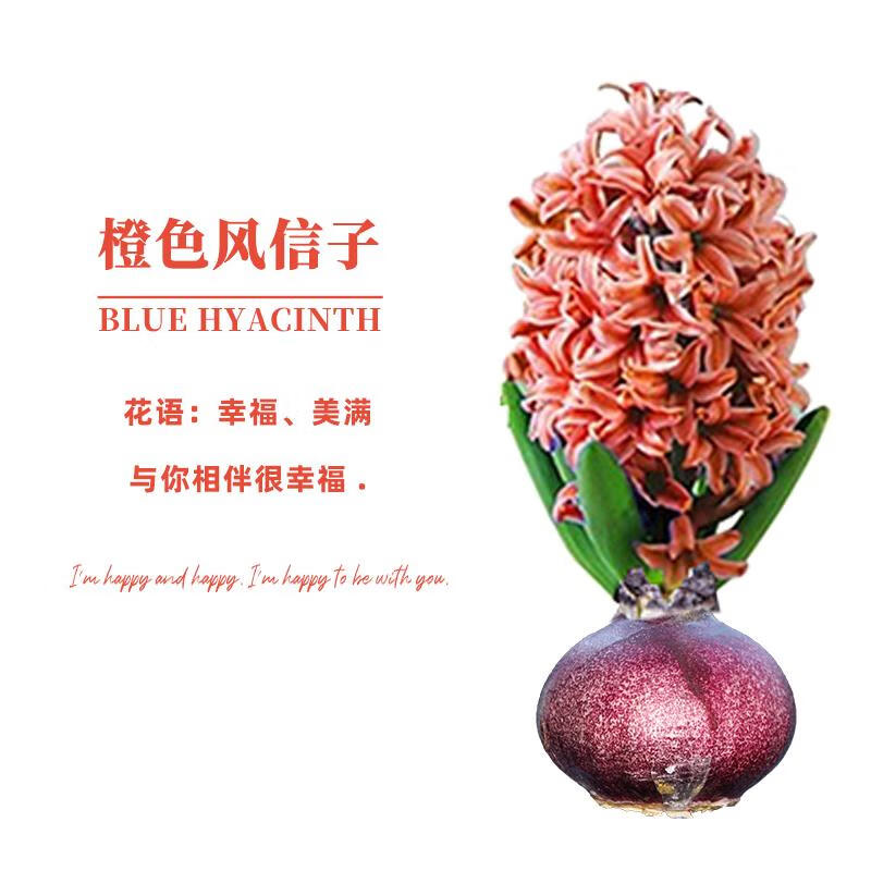 百萌进口风信子种球橙色1个球冬季水培植物水培植物四季花卉盆栽植物