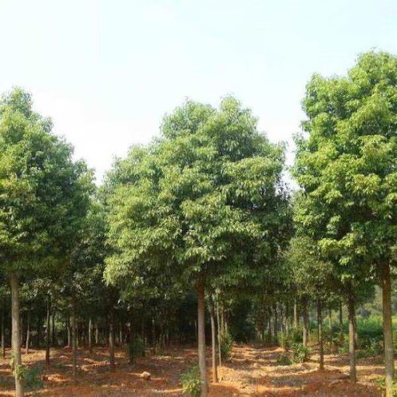 香樟树苗庭院绿化苗木小叶大叶香樟树树苗大型名贵四季常青 2公分粗度