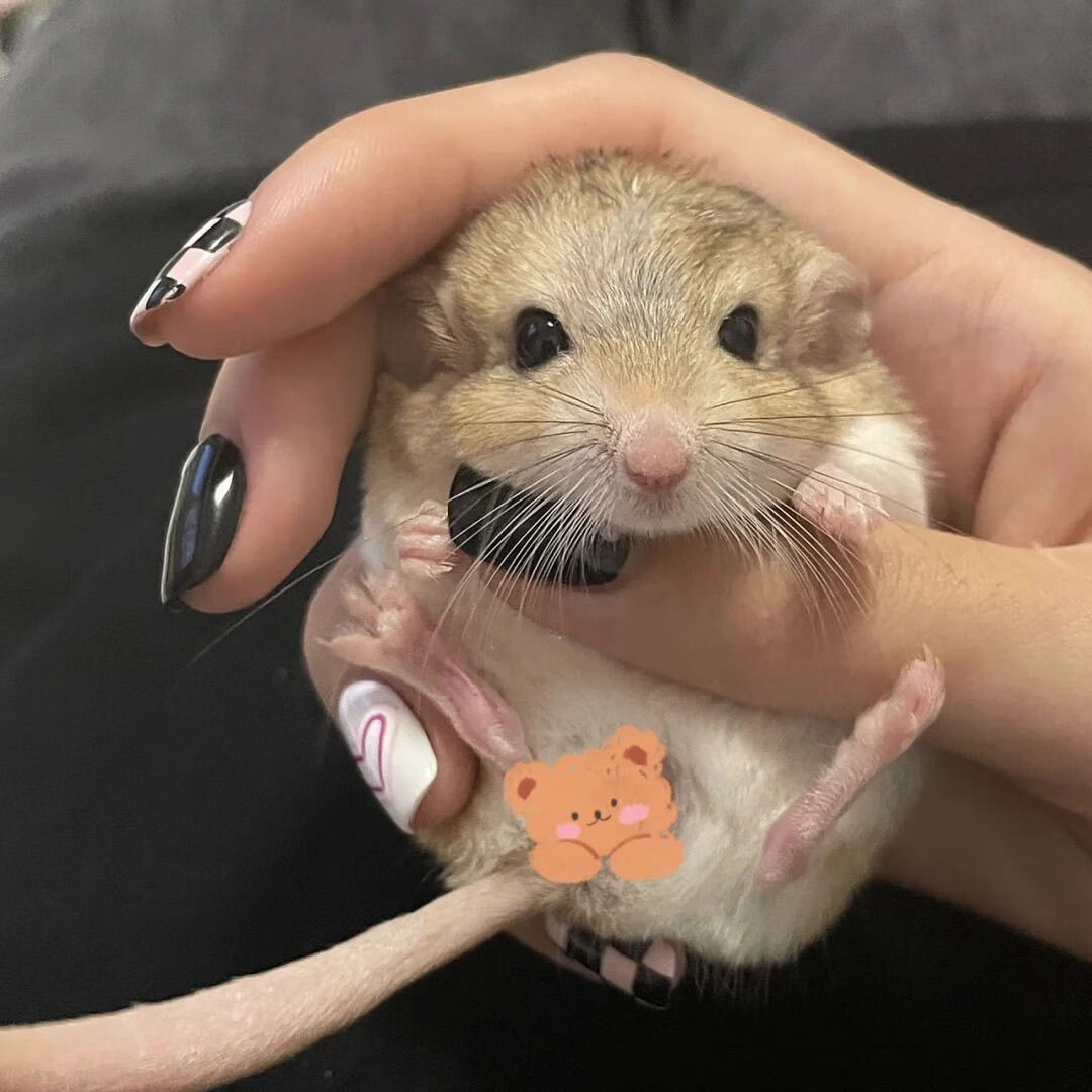 肥尾沙鼠幼崽懒人宠物可爱肥尾沙鼠仓鼠宿舍 弟弟 通心粉鼠(以打疫苗)