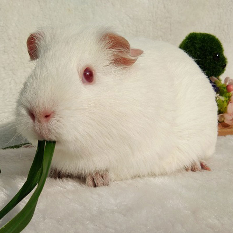 荷兰猪活物宠物豚鼠天竺鼠小宠物荷兰猪活体 纯白色荷兰猪 1只 新手