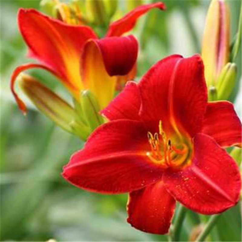 【现货现发】百合科香水萱草花忘忧草花四季开花土栽盆栽绿植客厅阳台