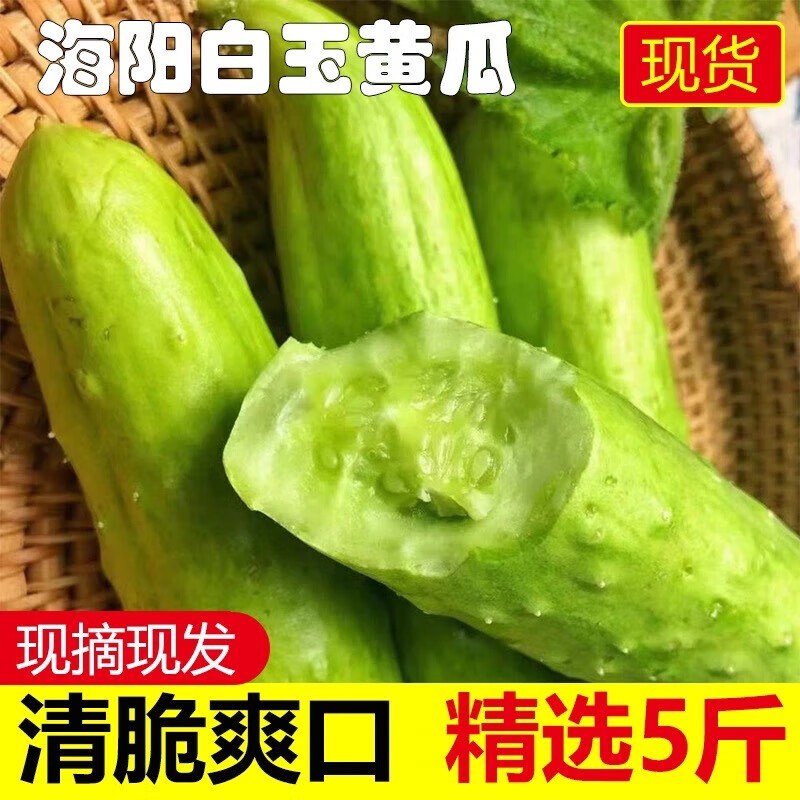 莱财多海阳白黄瓜白玉黄瓜小青瓜水果脆黄瓜农家自产新鲜蔬菜脆甜生吃