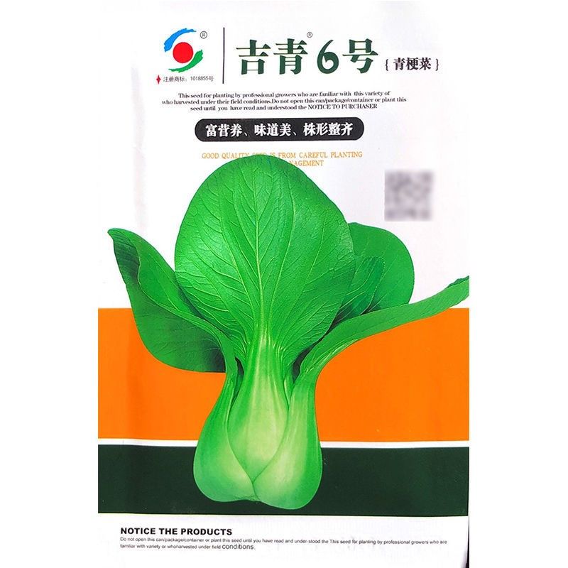 春枝韵吉青六号青梗菜 农家籽子种植阳台可盆栽速
