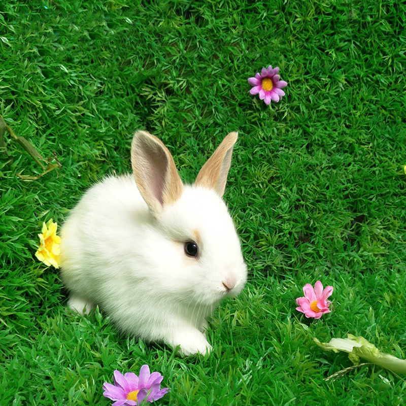 朗缤 兔子活体宠物兔活体公主兔小白荷兰侏儒 垂耳兔活物 黄耳公主兔1