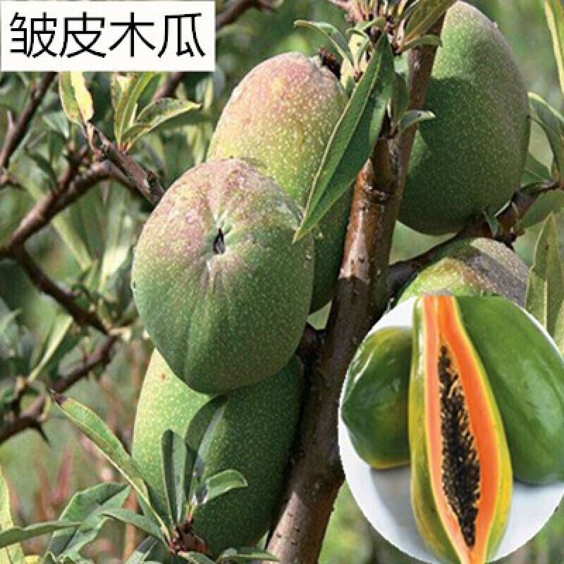 皱皮木瓜  3年苗 81cm(含)-110cm(含)