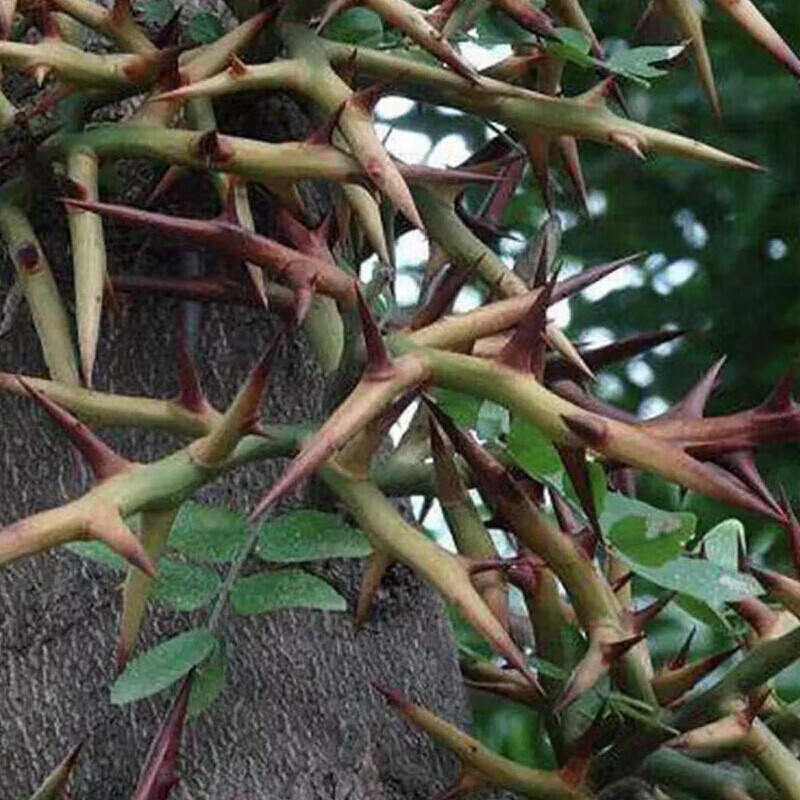 贵州纳雍县野生皂角刺中草药  皂荚刺天丁皂刺粉 皂角针 500g