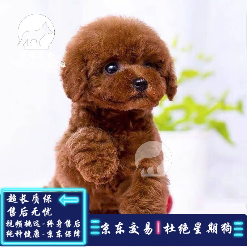 【实情必读】泰迪犬纯种幼犬S级评测：怎么样的宠物才能称得上母犬？插图