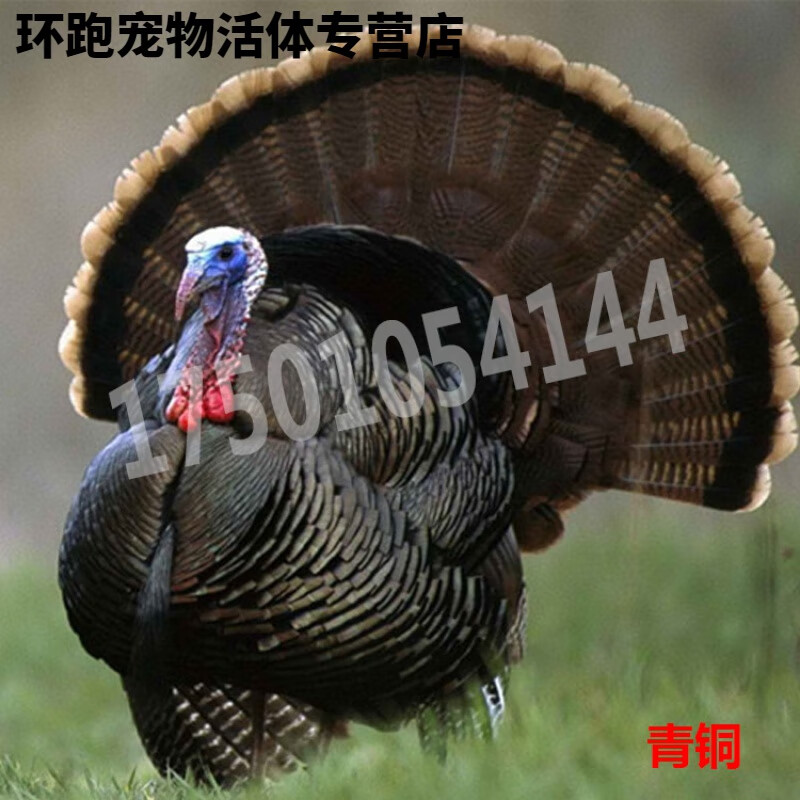 1月龄青铜火鸡苗2只(公母备注)