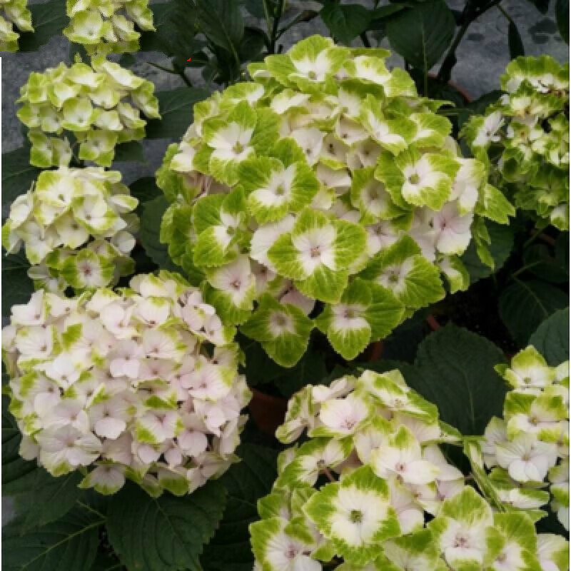 花苗老桩无尽夏绣球花卉绿植盆栽阳台别墅庭院绣球花树苗 魔幻贵族 10