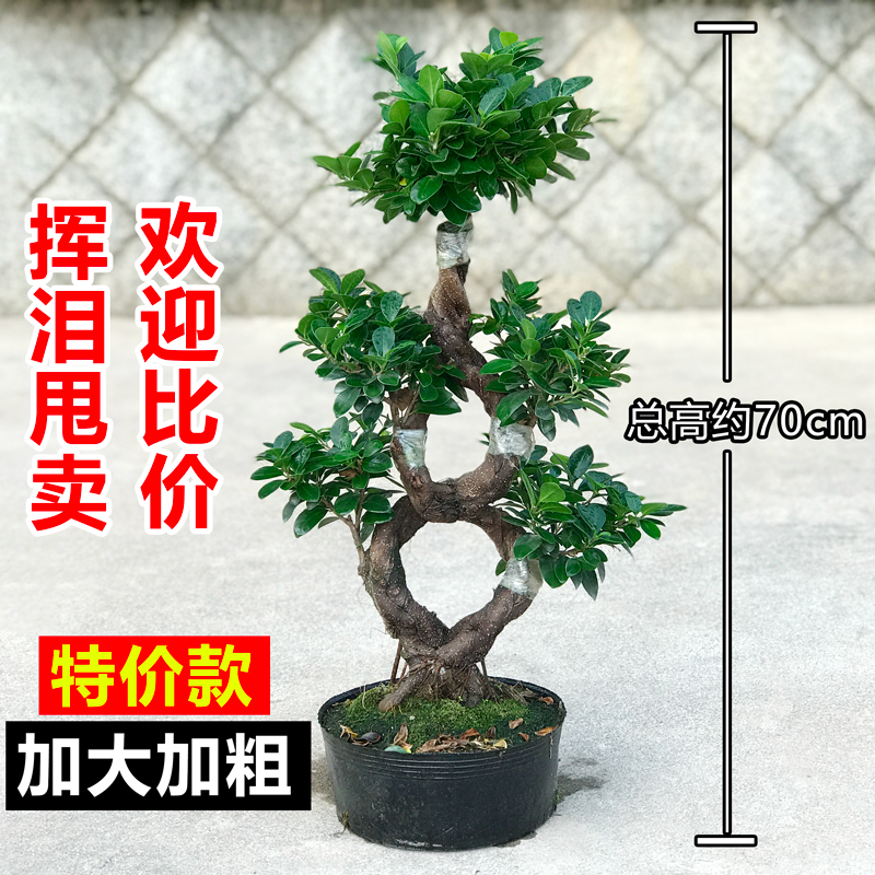榕树老桩盆景榕树盆景老桩 大型s造型金钱榕盆栽人参榕苗木树大室内