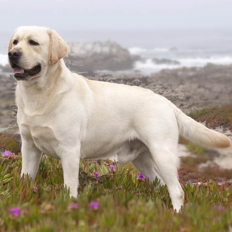 果粒之星纯种拉布拉多犬活体宠物狗拉布拉多幼犬导盲犬寻回犬大型犬