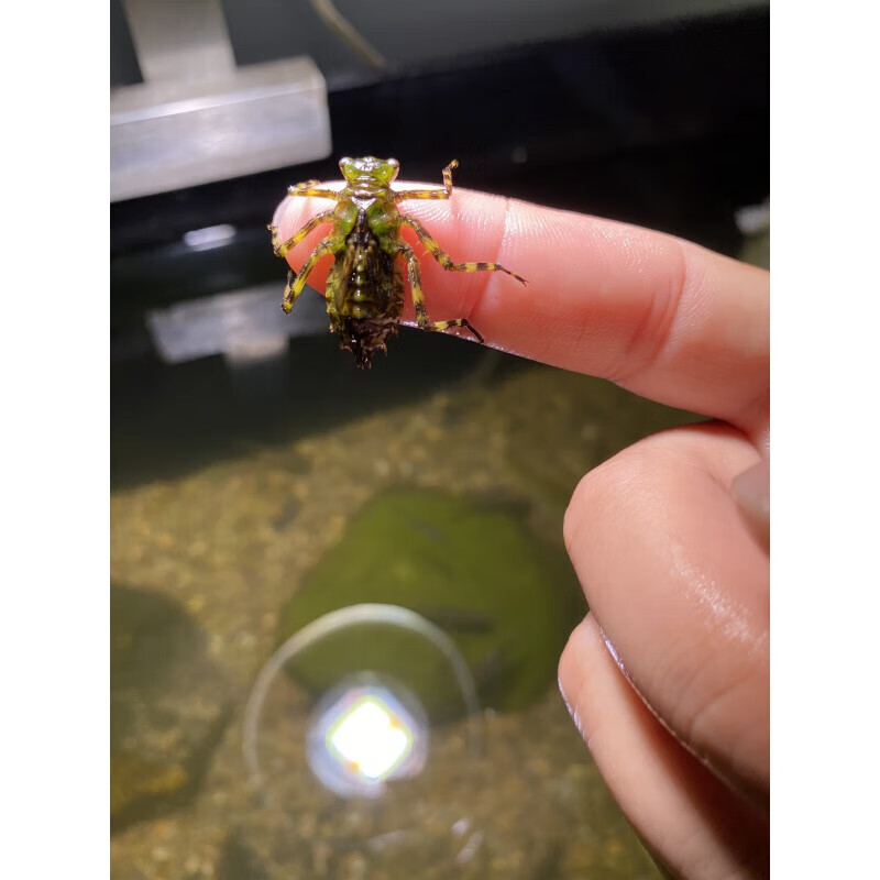蜻蜓幼虫水中蜻蜓幼虫观赏虫微生物教科书认识生物种类蜻蜓幼虫 蜻蜓
