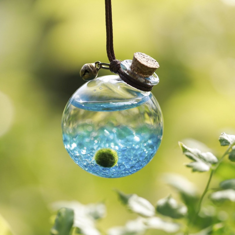 绿藻球生态瓶marimo小海藻球生态瓶水培植物宠物幸福水藻球玻璃球随身携带瓶润景 蓝色