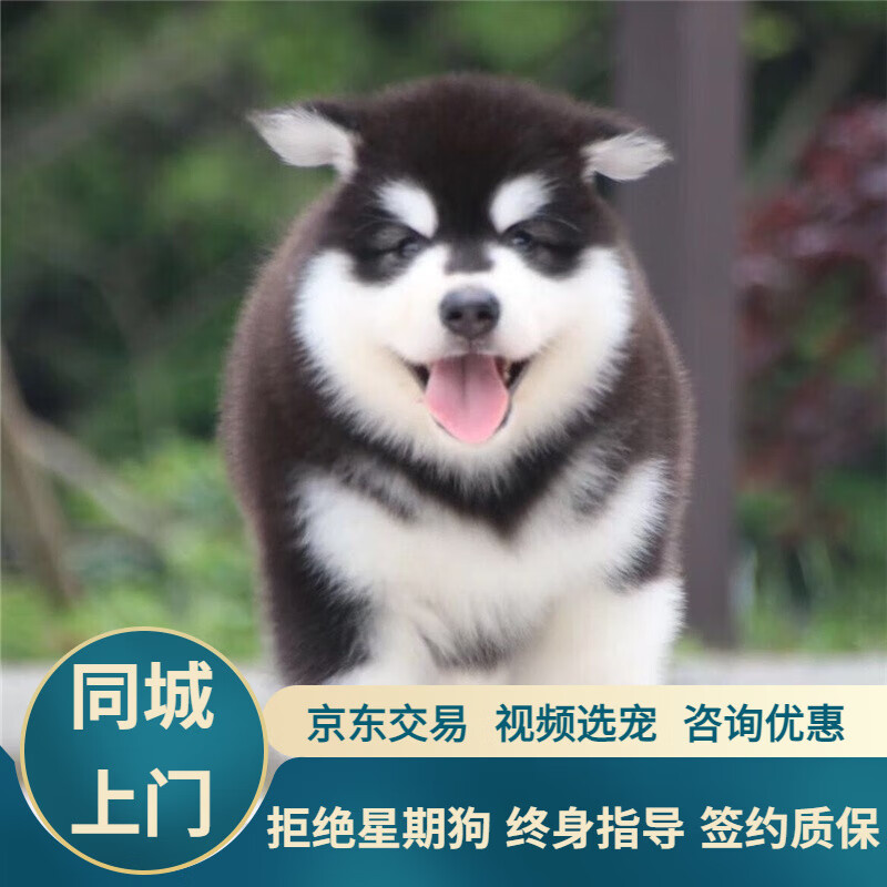 宁宠 阿拉斯加幼犬阿拉斯加犬活体阿拉斯家阿拉私家宠物狗狗雪橇犬