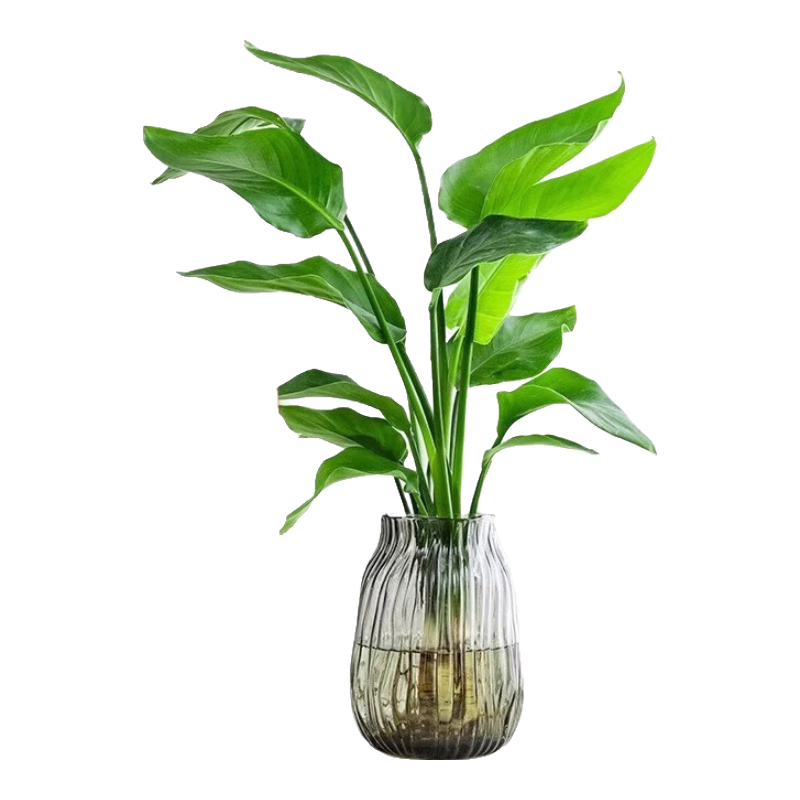 ���ڲ���������ˮ��������������ֲ ������35-45cm��3�꡾�����衿Դͷֱ�� 23.8Ԫ