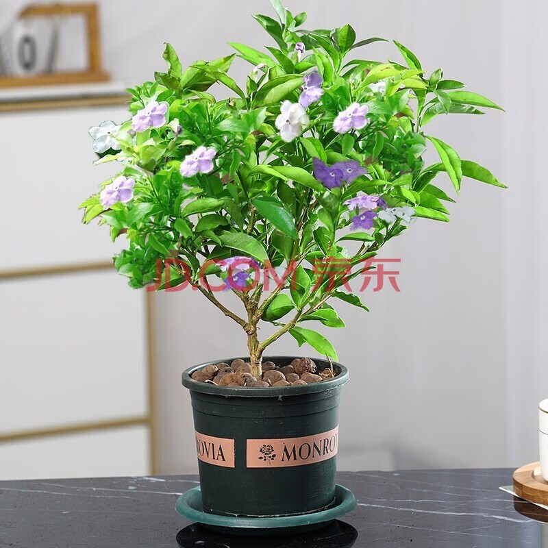 茉莉花盆栽花卉植物室內(nèi)帶花苞虎頭茉莉花苗 雙色茉莉陽(yáng)臺(tái)盆栽銀絲茉莉白茉莉香味茉莉花盆栽庭院室內(nèi)花卉 雙色茉莉3年苗(加侖盆)