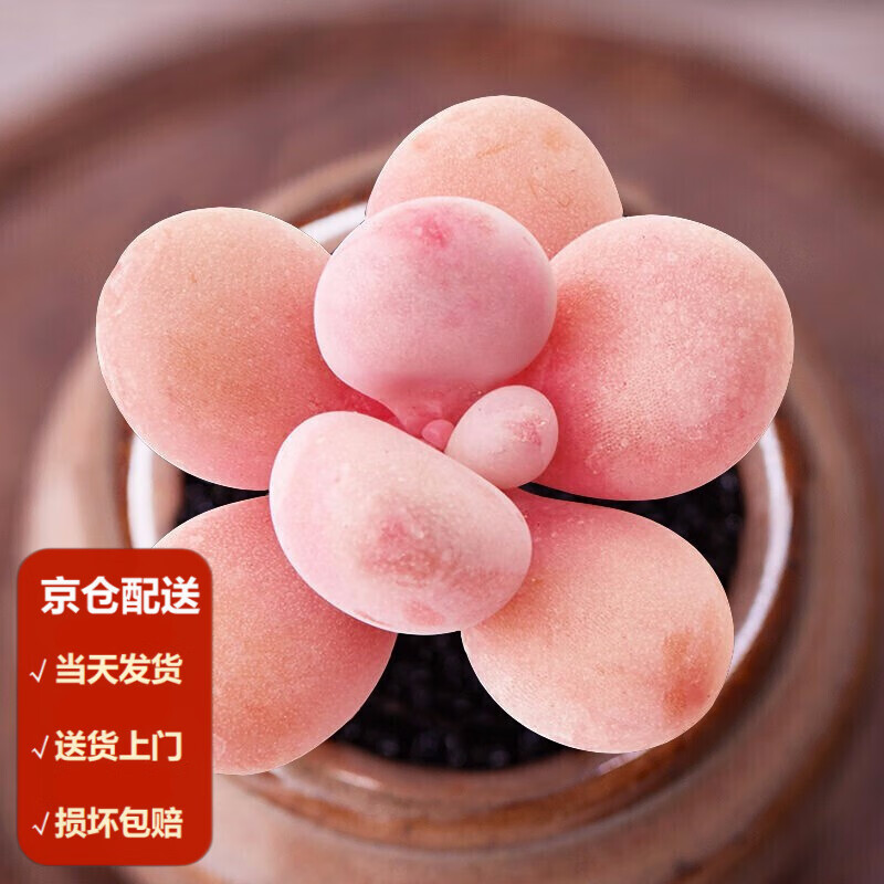 桃蛋 双头【塑料盆栽好】