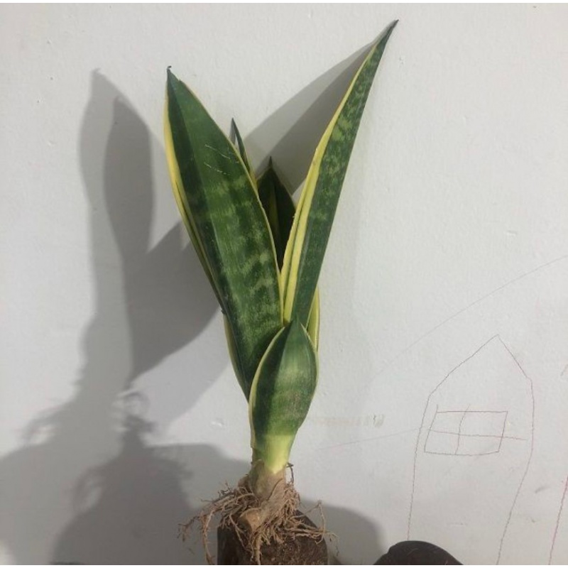 苓芊黄金虎皮兰盆栽稀有虎尾兰盆景新房室内绿植好养 精品黄金兰3-5叶