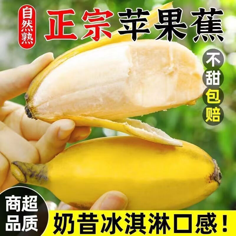 时寐广西正宗苹果蕉新鲜整箱当季水果芭蕉粉蕉自然熟香甜香蕉 5斤 基本够吃（购买率70％）