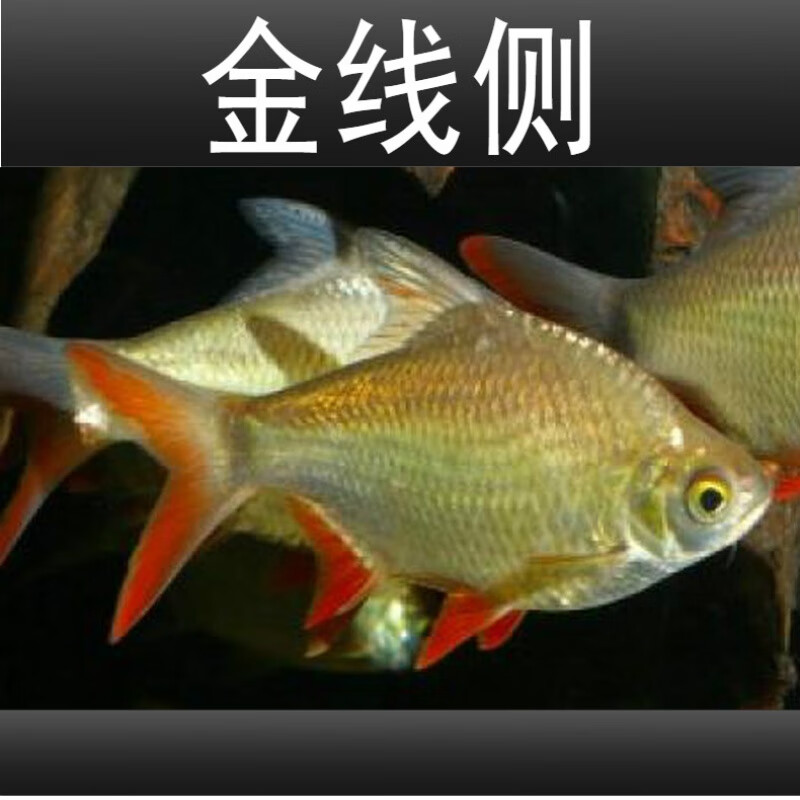 飞凤鱼观赏鱼直纹飞凤清洁龙鱼配鱼吃垃圾鱼凤鱼活体 金线侧15-16cm1