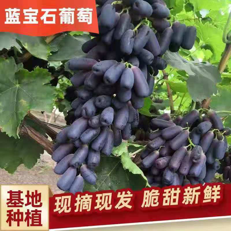 教蔬鲜生【顺丰直达】现摘无籽蓝宝石新鲜葡萄金手指黑美人拇指黑提子 2斤净重单果【10mm-15mm】