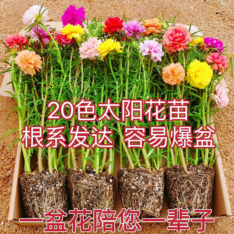 花语奇萌太阳花重瓣苗枝条盆栽混色大花带根带花苞室内花卉绿植好活易