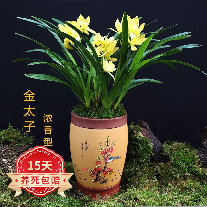 欧悟 浓香型兰花苗大花蕙兰墨兰建兰绿植花卉盆栽室内植物盆景四季