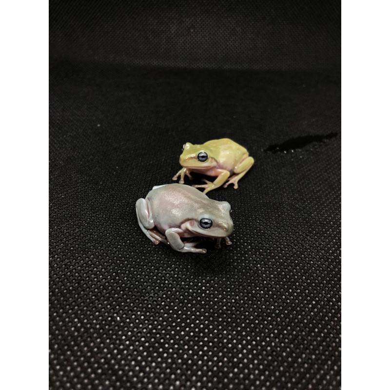 绿老爷树蛙2-3cm(1个月)