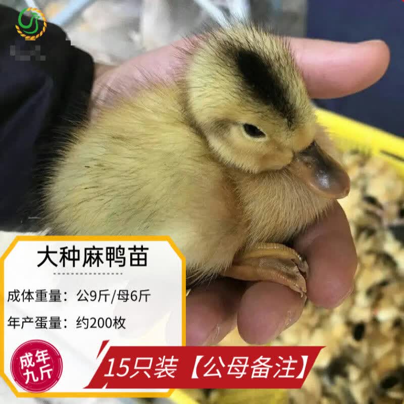 鸭子活大种麻鸭高产蛋鸭活高邮麻鸭青头小鸭包活 大种麻鸭苗15只装