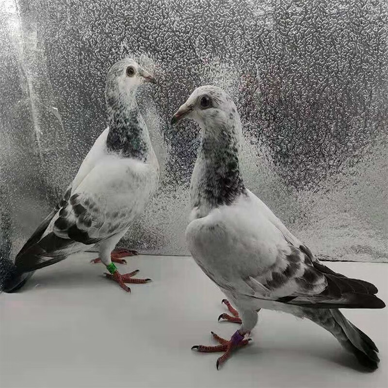 成绩鸽天落包活种鸽幼鸽青年鸽肉鸽活物鸽子 麒麟花幼鸽一对45天左右