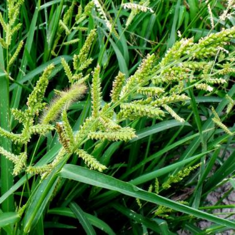昂景水稗草种子小米草子高产水草耐水淹耐旱湖南稷子养殖鱼虾蟹牧草籽