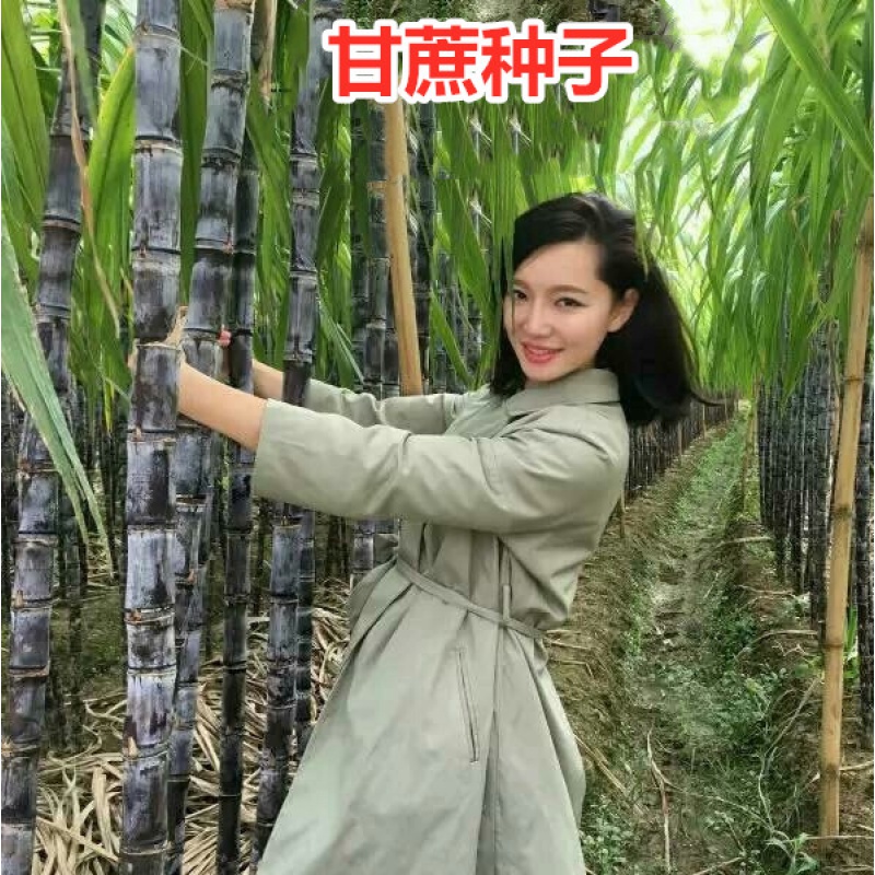 菜友广西高产黑皮甘蔗种子红皮黄皮种苗四季易种紫甘蔗多汁甜杆蔗