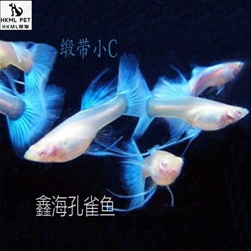 蓝白孔雀鱼活体天空蓝缎带蝶大c种鱼热带鱼纯种精品观赏鱼 蓝白蝶翼