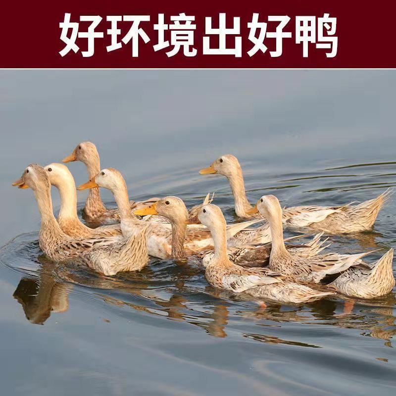 五年老鸭散养老鸭土鸭鸭子水养蛋鸭鸭肉整只老鸭 尝鲜