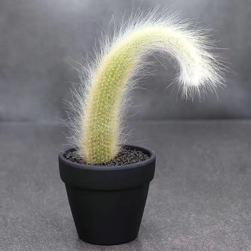 辉客映上九尾狐多肉猴尾柱植物室内盆栽花阳台卉花绿植植物老桩好养 1