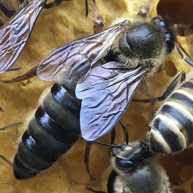 朗透  中蜂蜂王高产新开产卵王交尾王蜜蜂活体种王阿坝广西土蜂王