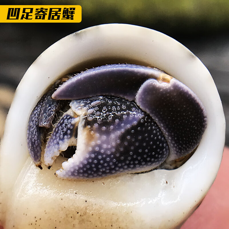 宠以沫(chong yimo)宠物寄居蟹活体观赏蟹灰白寄居蟹活体 凹足寄居蟹3