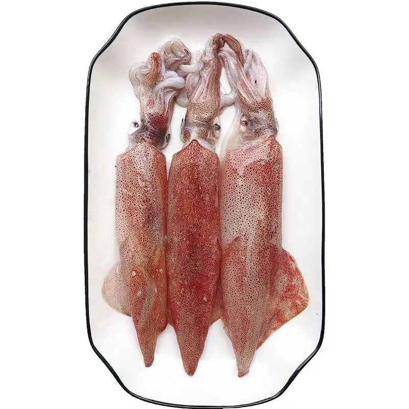 京尊达灯光海捕新鲜小笔管 海兔子海鲜水产 高品质笔管鱼急冻锁鲜 2