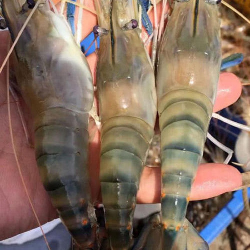 批发 养殖 淡水好养耐活 幼苗 鱼苗 南美白虾苗 饲料三筱 虾苗饲料