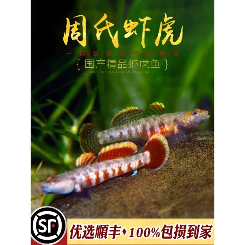 5~3cm)