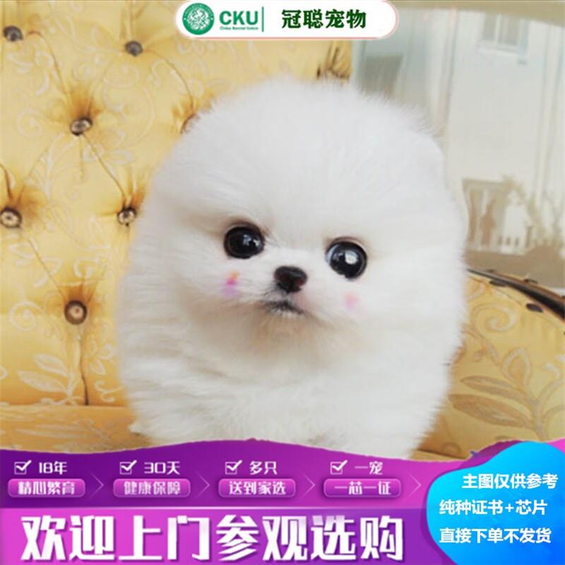 冠聪茶杯犬活体博美犬超小体长不大博美狗圆形纯白色观赏犬博美狗茶杯